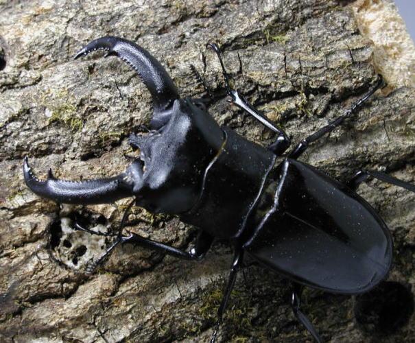 リノケロスフタマタクワガタ：クワガタムシ・カブトムシのオンライン